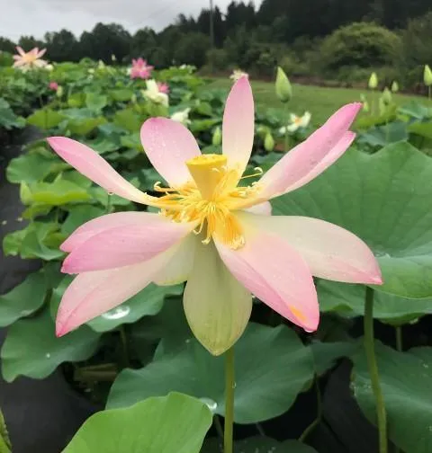 Carolina Queen Lotus (Bare Root)