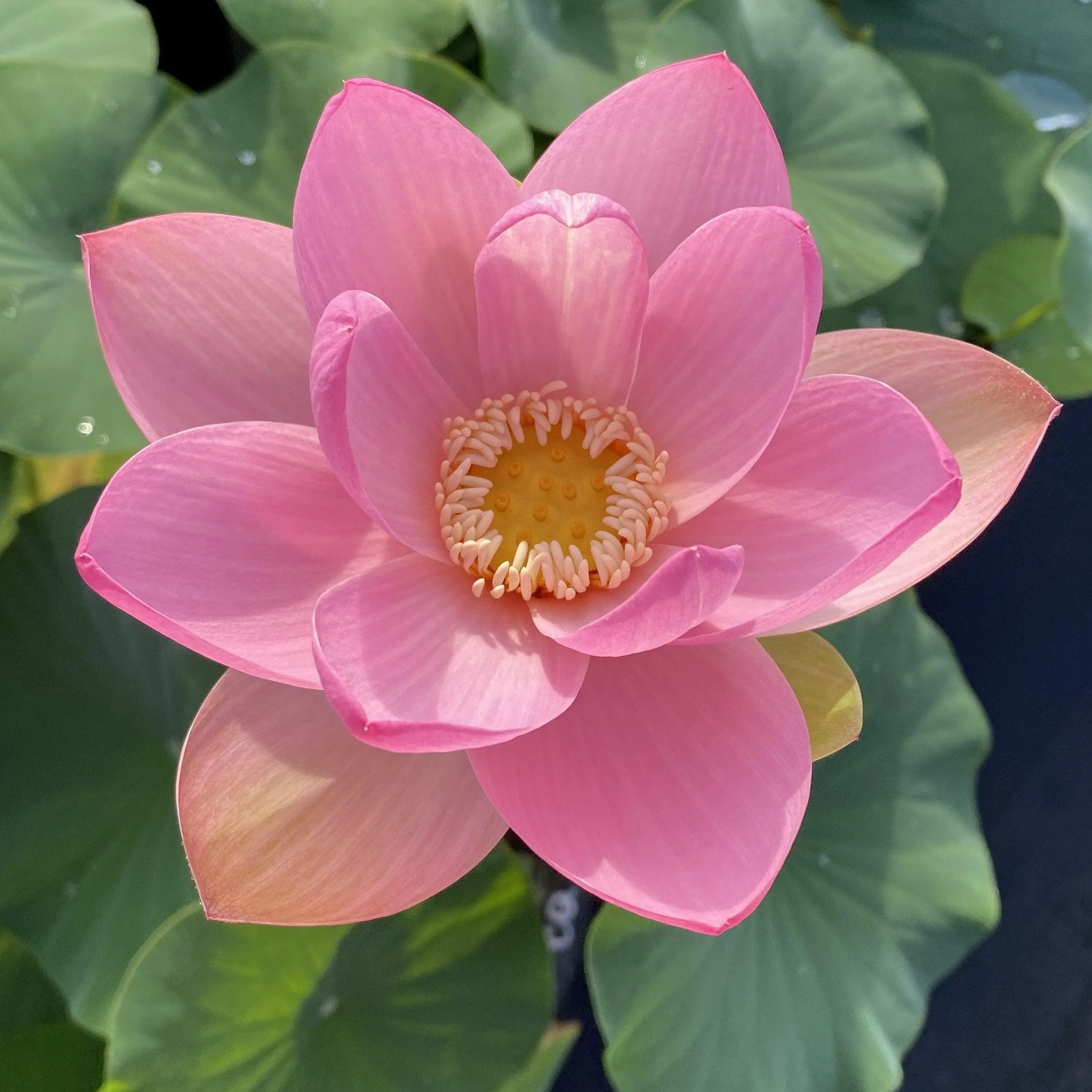 Carolina Queen Lotus (Bare Root)